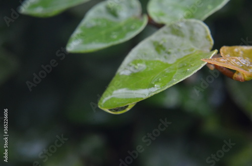 Beautiful water drop on leaf at nature close-up macro. Fresh juicy green leaf