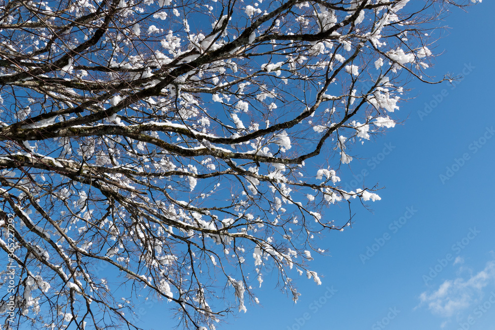 cherry blossom in winter