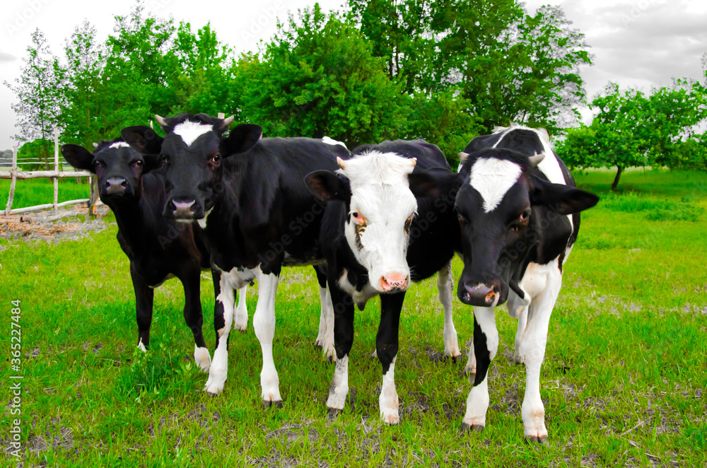  four cows stand on a green field and look into the lens. large livestock. farm in the village. small business