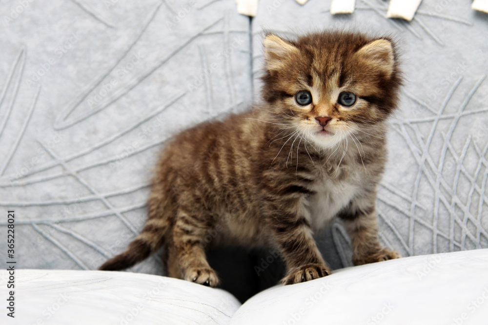 Kitten Kitten