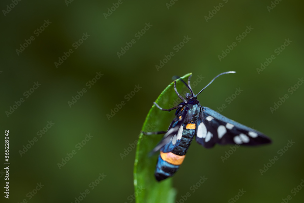 Dark blue butterfly with mottled wings on a green leaf. Macro effect photo. With copy space. Dark blue butterfly with mottled wings on a green leaf. Macro effect photo. With copy space.
