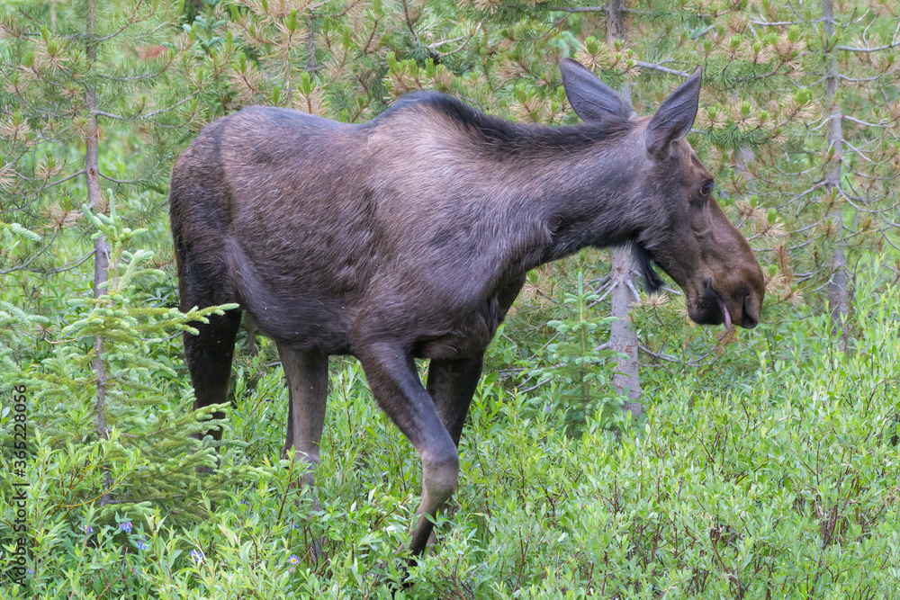 Cow Moose in the Colorado Rocky Mountains Cow Moose in the Colorado Rocky Mountains