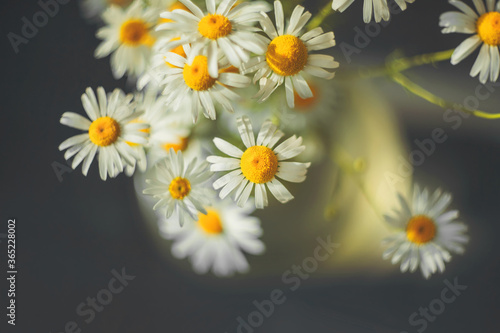 Cute white field daisies are a bouquet in a glass vase at home and are illuminated by rays of sunlight. Summer.