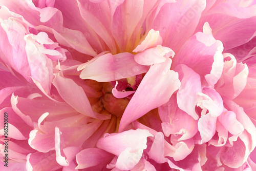 close up of peony