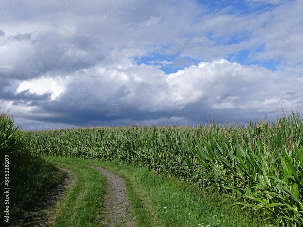 Obraz premium Maisfeld vor weiß--blauem Himmel