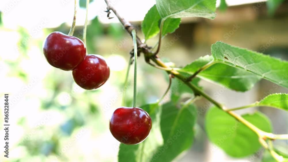 Several of ripe red cherry berries hanging on tree branchs swinging on breeze in summer day in garden in farm yard. Natural lighting. Bokeh. Close-up. Outdoors. Several of ripe red cherry berries hanging on tree branchs swinging on breeze in summer day in garden in farm yard. Natural lighting. Bokeh. Close-up. Outdoors.
