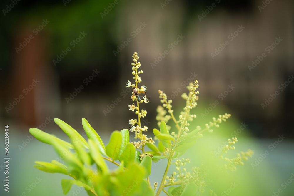Fototapeta premium Hornet or Wasp that sticks to the pollen flower.