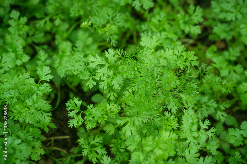Coriander in the garden nature. Coriander in the garden nature.