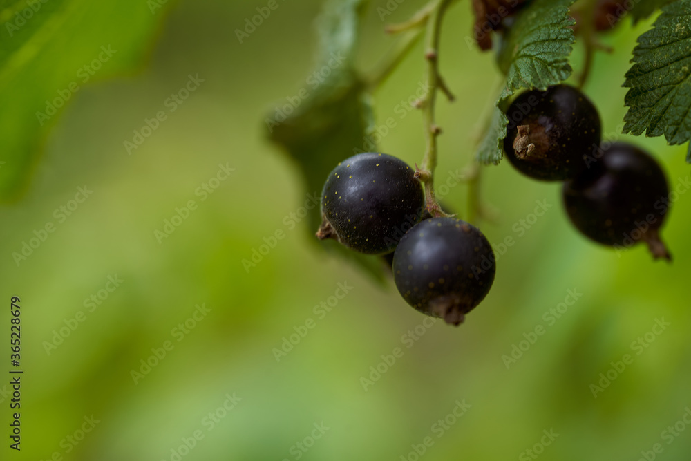 Black currant berries on a blurred green background Black currant berries on a blurred green background