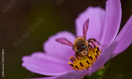 Red flower with yellow nectar with bee on a blurred background. Close-up. © XELAR