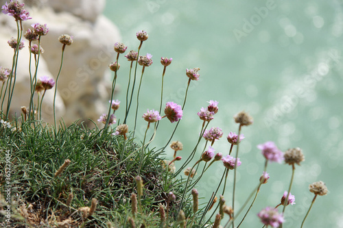 Seagull on the seashore