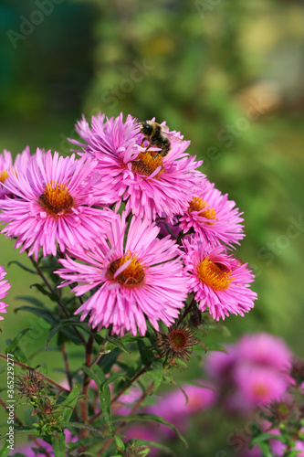 bee on pink flower