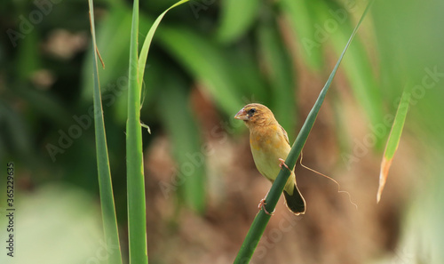 green winged blackbird