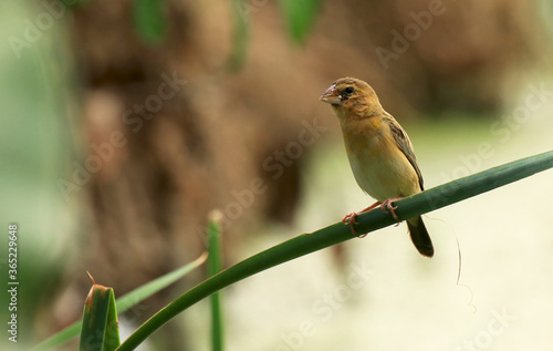 robin on a branch