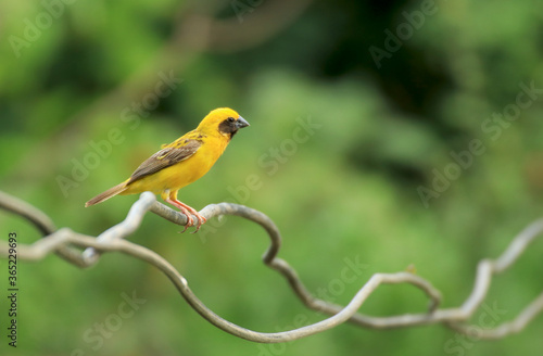 yellow crowned sparrow