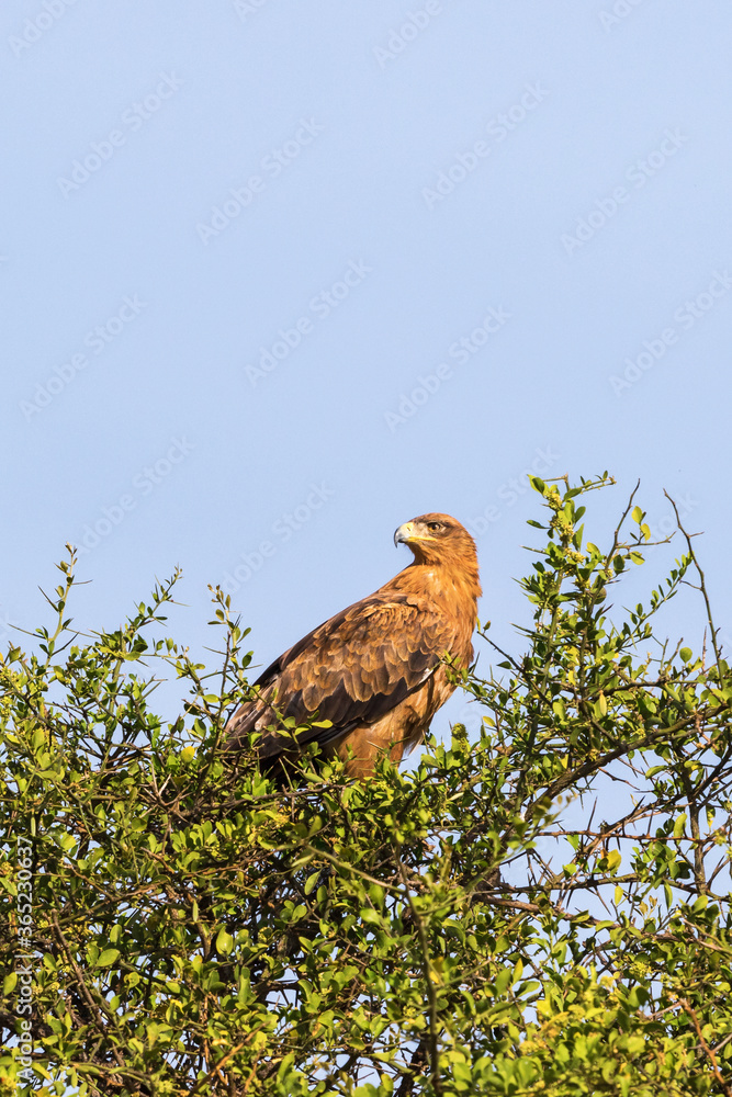 Tawny eagle in a treetop against blue sky Tawny eagle in a treetop against blue sky