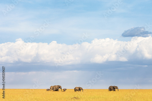 Flock of Elephants in the savannah © Lars Johansson