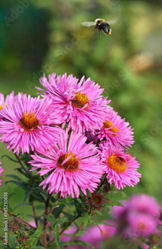 bee on pink flower