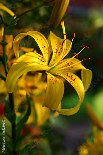 yellow lilies in the garden