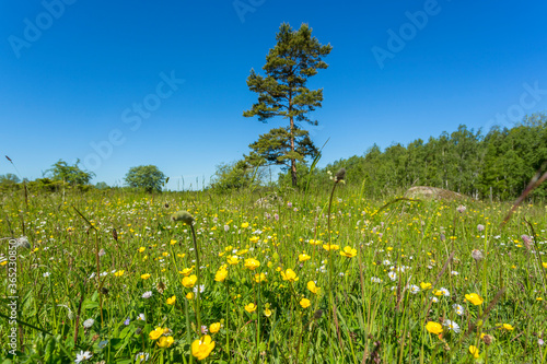 Meadow with flowers blooming in the summer