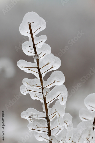 Grass covered with ice