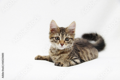 kitten on white background © Olga