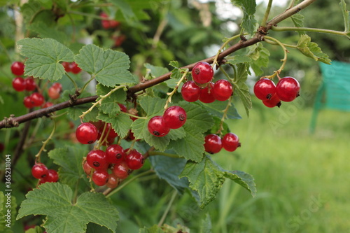 red currant berries