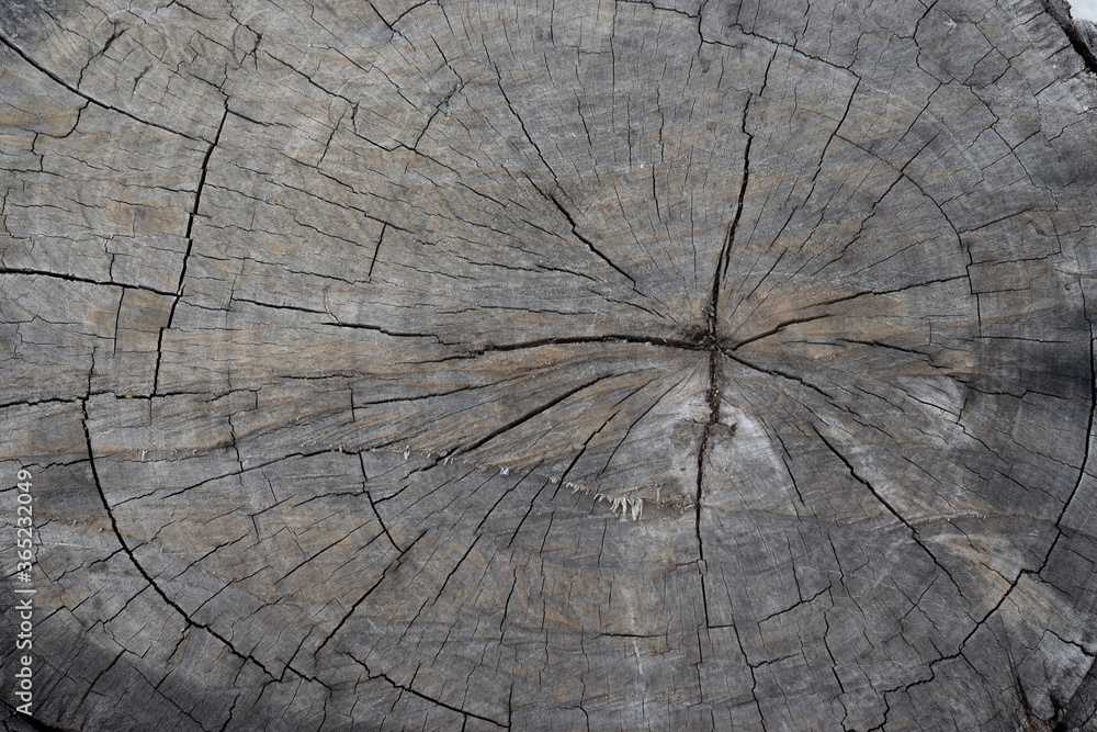 Fototapeta premium Old wooden tree cut surface