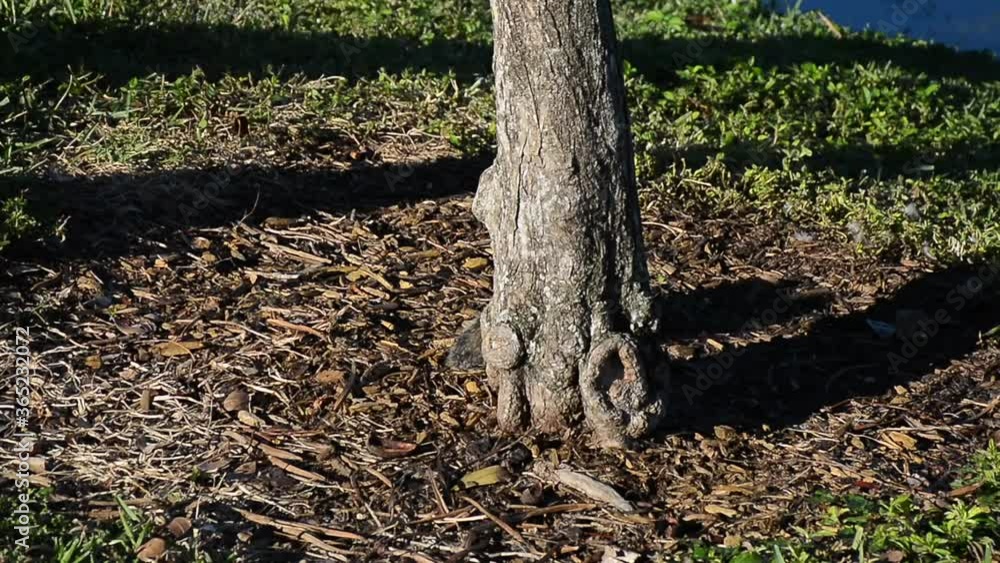 MIAMI, FL, USA - NOVEMBER 25, 2017: Squirrel in Snake Creek Park MIAMI, FL, USA - NOVEMBER 25, 2017: Squirrel in Snake Creek Park