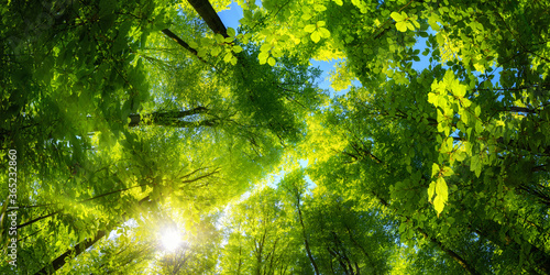 Fototapeta Naklejka Na Ścianę i Meble -  Elevating panoramic upwards view to the canopy in a beech forest with fresh green foliage, sun rays and clear blue sky