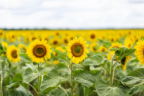 Beautiful landscape with yellow sunflowers. Sunflower field  agriculture  harvest concept. 