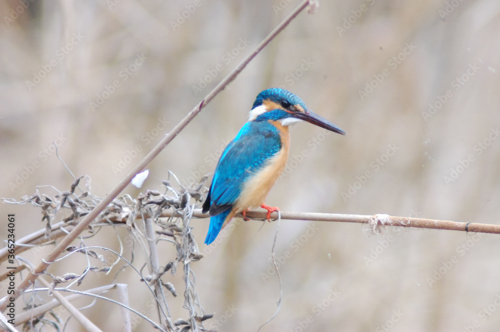 Naklejka premium カワセミ