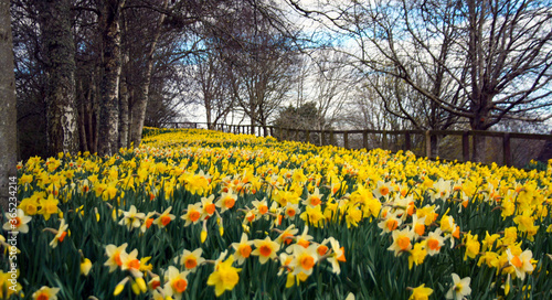 Field of yellow and white daffodils with trees on both sides