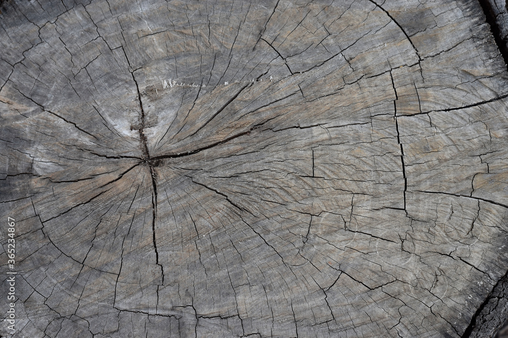Fototapeta premium Old wooden tree cut surface . Rough texture of tree