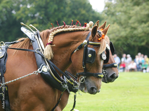 Horses in Harness photo