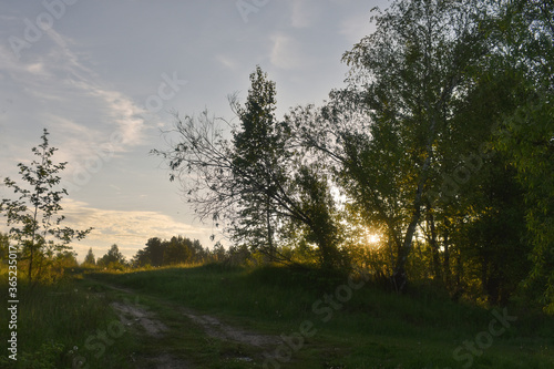 sunrise in the summer forest