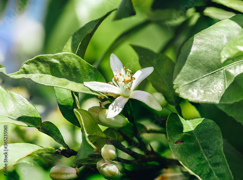closeup of Bitter, Seville, sour, bigarade orange or marmalade orange flower on the tree