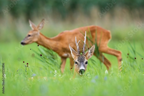 Fototapeta Naklejka Na Ścianę i Meble -  Pair of roe deer, capreolus capreolus, resting on meadow during the summer. Buck lying in grass and looking to the camera. Doe walking on field in background.