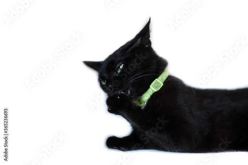 Black cat cleaning itself on white background