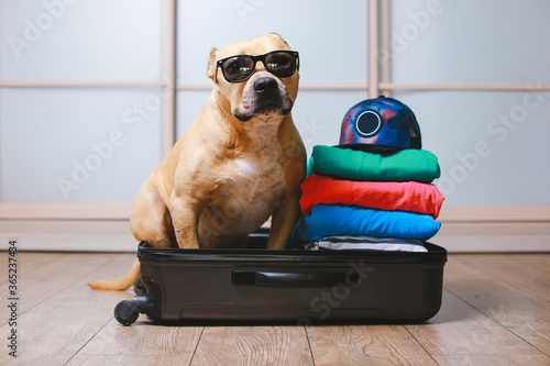American Staffordshire terrier dog ready to go on a trip this summer vacation. Dog  a sitting behind the suitcase and put his paws on top black suitcase with sunglasses isolated at home background © Naz