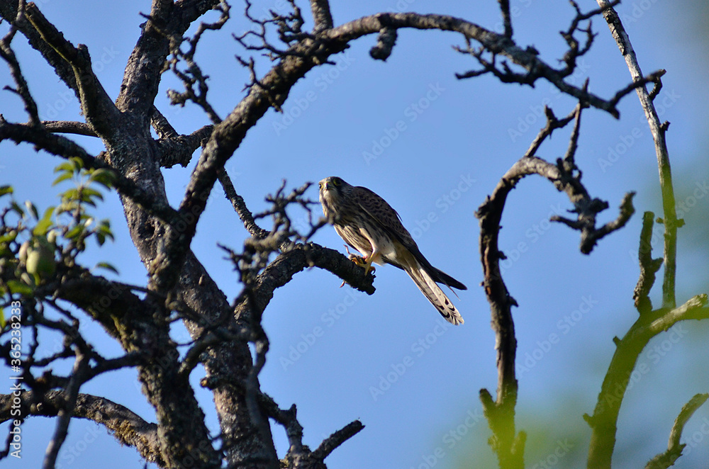 Raubvogel mit Maus in Baumwipfel Raubvogel mit Maus in Baumwipfel