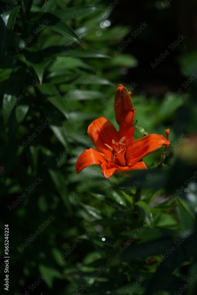 Light Orange Thunberg Lily in Full Bloom