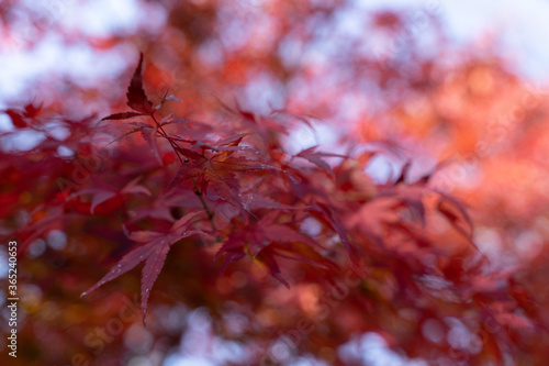 秋に咲く紅葉