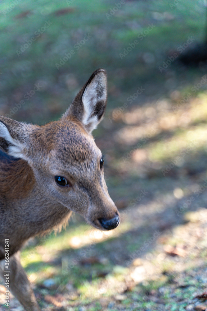 Fototapeta premium 公園にいる鹿