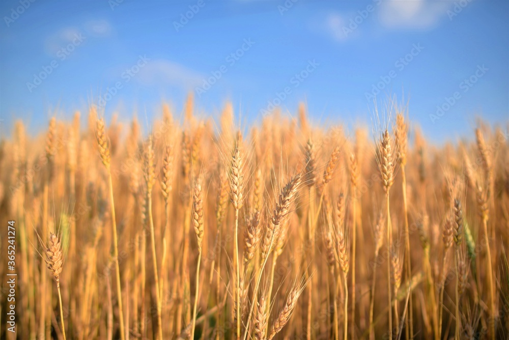 golden wheat field at sunset golden wheat field at sunset