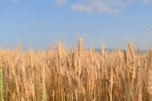 golden wheat field in summer