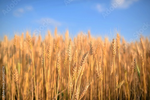 golden wheat field at sunset © kanuni_10tr