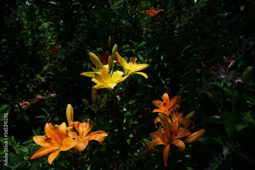 Light Orange Thunberg Lily in Full Bloom