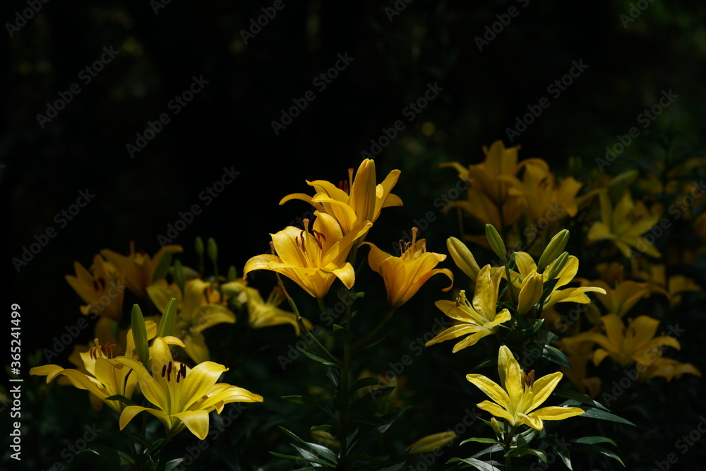 Light Yellow Thunberg Lily in Full Bloom Light Yellow Thunberg Lily in Full Bloom