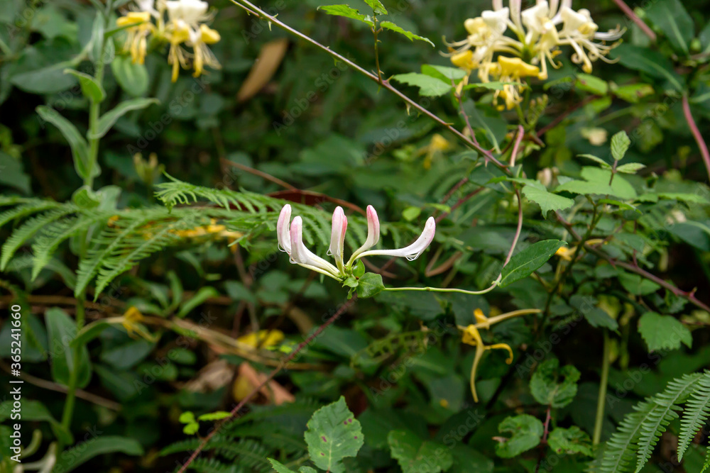 Obraz premium Honeysuckle flowers